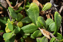 Image of Campylanthus glaber