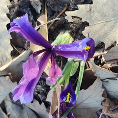 Iris reticulata