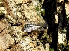 Andrena nycthemera