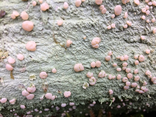 Candy Lichen