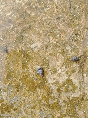 Echinolittorina ziczac
