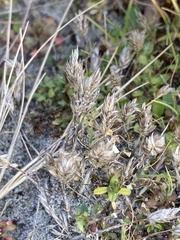 Phleum arenarium