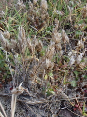 Phleum arenarium