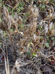 Phleum arenarium