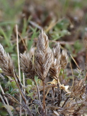 Phleum arenarium