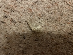 Colostygia multistrigaria