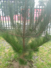 Pinus