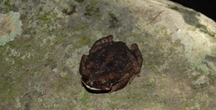 Rhinella marina