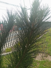 Pinus