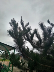 Pinus
