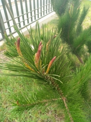 Pinus