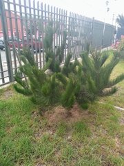 Pinus