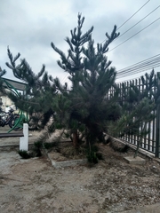 Pinus