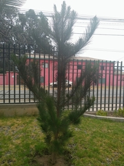 Pinus