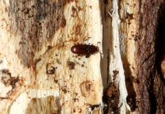 Cerylon ferrugineum