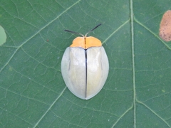 Stolas lineaticollis