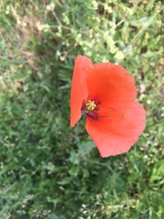 Papaver dubium