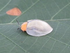 Stolas lineaticollis