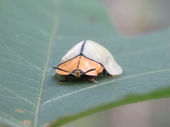 Stolas lineaticollis