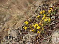 Potentilla incana