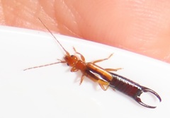 Forficula senegalensis