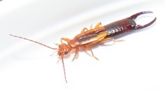 Forficula senegalensis