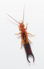 Forficula senegalensis