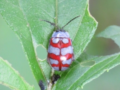 Alagoasa decemguttata