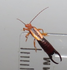 Forficula senegalensis