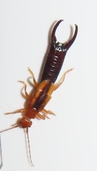 Forficula senegalensis