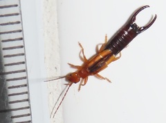 Forficula senegalensis