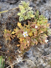 Saxifraga tridactylites