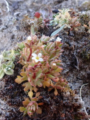 Saxifraga tridactylites