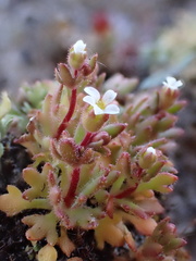 Saxifraga tridactylites
