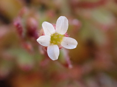 Saxifraga tridactylites