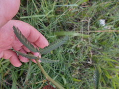 Desmanthus virgatus