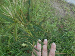 Desmanthus virgatus