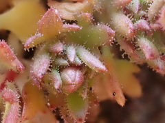 Saxifraga tridactylites