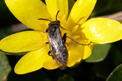 Sciapteryx consobrina