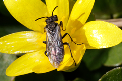 Sciapteryx consobrina