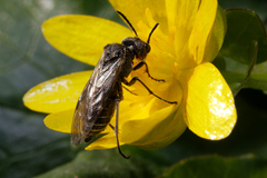 Sciapteryx consobrina