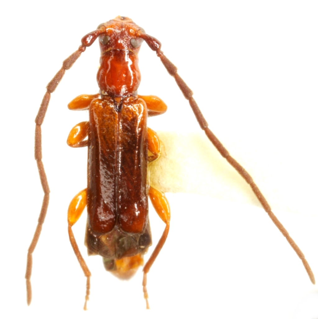 Nathriobrium methioides