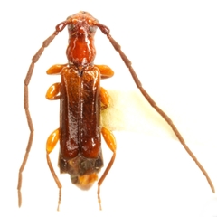 Nathriobrium methioides