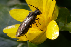 Sciapteryx consobrina