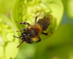 Andrena