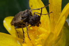 Sciapteryx consobrina