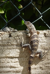 Ctenosaura similis