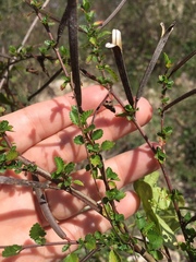 Corchorus siliquosus