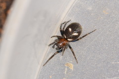 Titanoeca quadriguttata