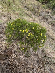 Hypericum fasciculatum